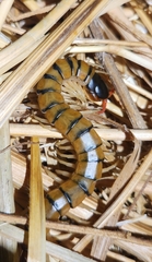 Scolopendra cingulata
