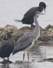 Ardea cinerea