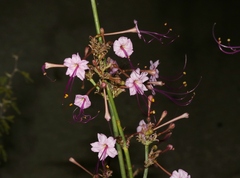 Anulocaulis leiosolenus