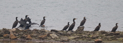 Phalacrocorax carbo