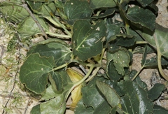 Anulocaulis leiosolenus