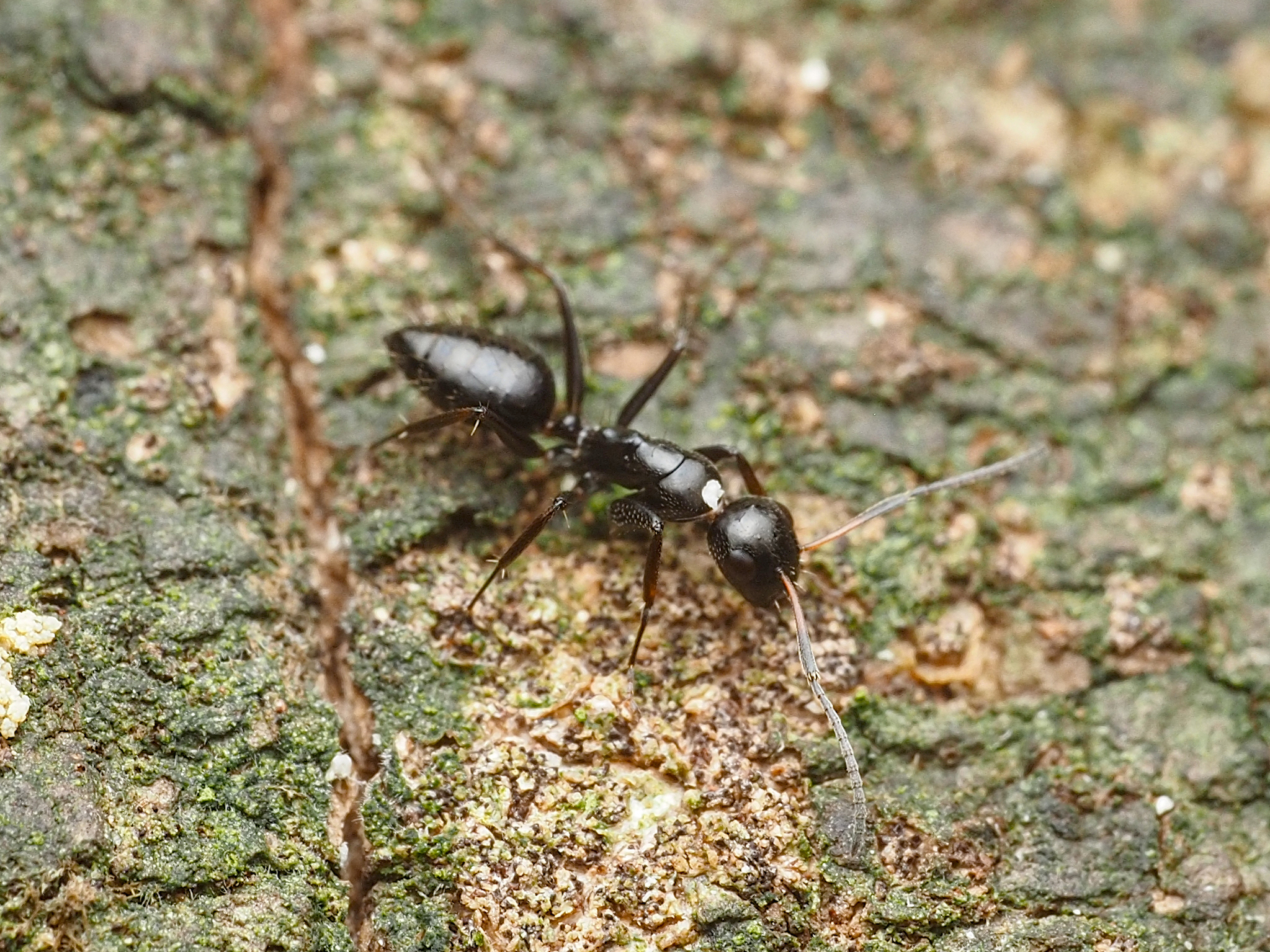 Camponotus reticulatus