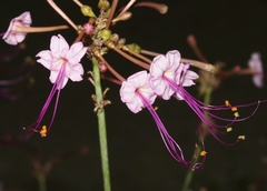 Anulocaulis leiosolenus