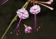 Anulocaulis leiosolenus