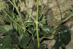 Anulocaulis leiosolenus