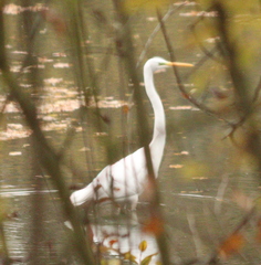 Ardea alba