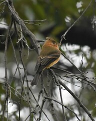 Mitrephanes phaeocercus