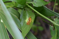 Disonycha discoidea