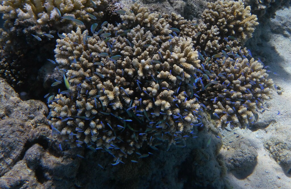 Blue-green damselfish