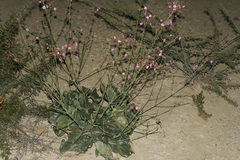 Anulocaulis leiosolenus