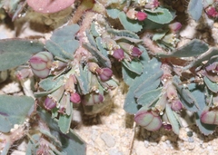 Euphorbia serrula