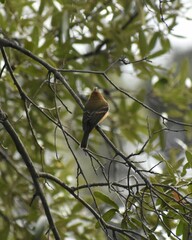 Mitrephanes phaeocercus