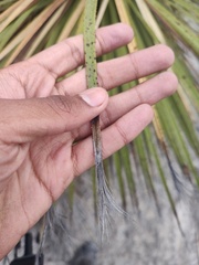 Dasylirion acrotrichum