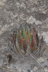 Agave horrida perotensis