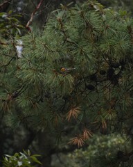 Peucedramus taeniatus