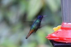 Chrysuronia oenone