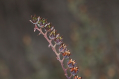 Echeveria