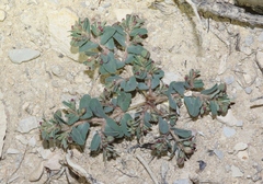 Euphorbia serrula