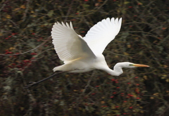 Ardea alba