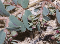 Euphorbia serrula