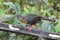 Chamaepetes goudotii