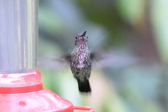 Taphrospilus hypostictus