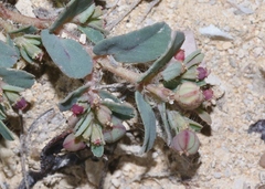 Euphorbia serrula