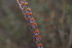 Echeveria