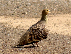 Pterocles namaqua