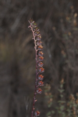 Echeveria