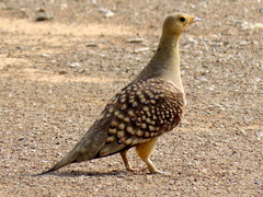 Pterocles namaqua