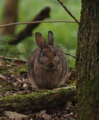 Oryctolagus cuniculus