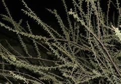 Mimosa aculeaticarpa