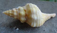 Triplofusus giganteus