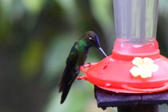 Heliodoxa leadbeateri