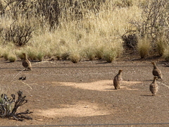 Pterocles namaqua
