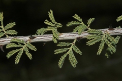 Mimosa aculeaticarpa