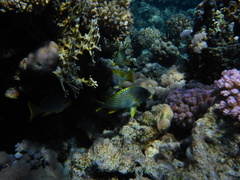 Plectorhinchus gaterinus