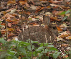 Oryctolagus cuniculus