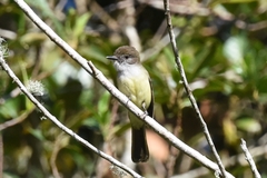 Myiarchus cephalotes