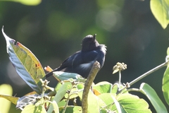 Diglossa albilatera