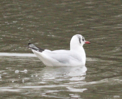 Chroicocephalus ridibundus