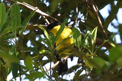 Anisognathus somptuosus