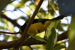 Anisognathus somptuosus