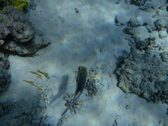 Monotaxis grandoculis