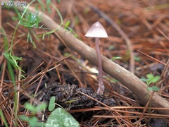 Mycena seynii