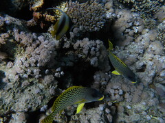 Heniochus intermedius