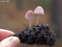 Mycena seynii