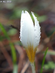 Crocus hyemalis