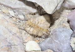 Scutigera linceci